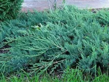Блакитні ялівці сорту та особливості догляду за ними блакитні