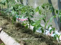 Gardening, Формування томатів, детермінантний кущ gardening