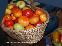 Gardening, Формування томатів, детермінантний кущ томатів