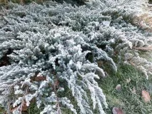 Блакитні ялівці сорту та особливості догляду за ними ними