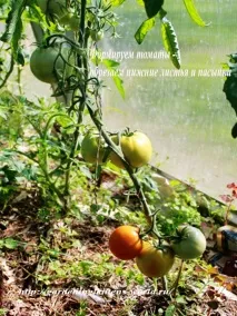 Gardening, Формування томатів, детермінантний кущ пасинки