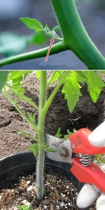 Gardening, Формування томатів, детермінантний кущ формування
