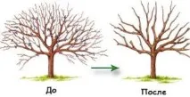 Груша, посадка та догляд, Дача, будинок груша