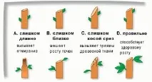 Груша, посадка та догляд, Дача, будинок посадка