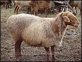 На Алтаї зайнялися розведенням овець едильбаївської породи зайнялися