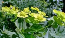 Володушка золотиста Корисні властивості володушки корисні