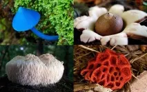 Як з’явилися гриби на нашій планеті явилися