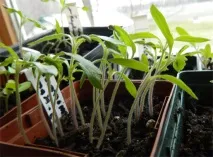 Як пікірувати помідори, якщо розсада витяглася помідори