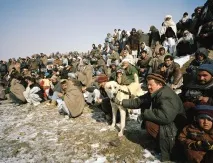Як проводять собачі бої в Афганістані, МІКС проводять