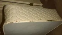 Як вивести клопів з дивана звідки беруться, як дізнатися чи є клопи в дивані, як позбудеться фото дивана