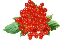 viburnum