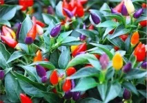 Як виростити декоративний перець (капсикум) в домашніх умовах перець