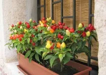 Як виростити декоративний перець (капсикум) в домашніх умовах декоративний