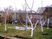 абрикоса