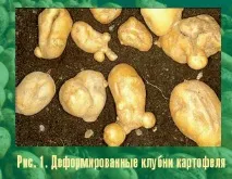 Картопляна третя бульби