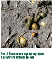 Картопляна третя картопляна