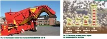 Картопляна третя бульби