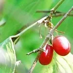 Кизил - варення, у чому користь від вживання, Фрукти та Варіння Півдня чому