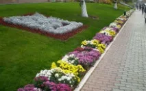 Клумби, що цвітуть все літо квітів