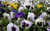 Клумби, що цвітуть все літо цвітуть