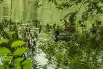Китаєво, Куди піти, що подивитися, де відпочити в Києві києві