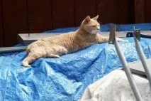 обраний
