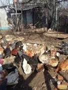 Кури несушки в Брянській області кури
