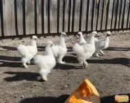 Кури несушки в Брянській області області