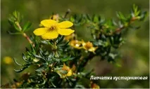 Перстач чагарниковий корисні властивості та протипоказання корисні