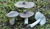Як приготувати смачні домашні заготовки? домашні