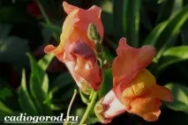 Ротики ротики