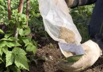 Малина Діамантовий опис та характеристика сорту, гідності та недоліки, особливості посадки характеристика