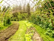 Кучеряві рослини для саду кучеряві