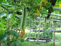 Кучеряві рослини для саду дуже