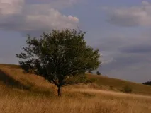 Яблуня лісова, дика дика