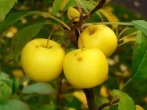 Яблуня лісова, дика яблуня