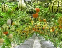 Кучеряві рослини для саду дуже