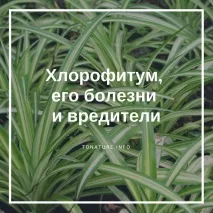 растението