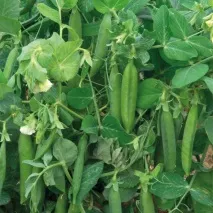 Кучеряві рослини для саду кучеряві