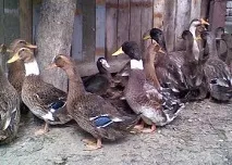 М’ясні породи качок ясні