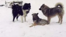 Ненецька оленегонна лайка ненецька