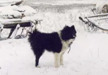 Ненецька оленегонна лайка лайка