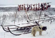 Ненецька оленегонна лайка оленегонна