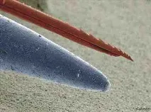 зверху