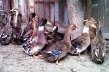 Огляд м’ясних порід качок. огляд