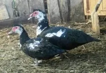 Огляд м’ясних порід качок. огляд