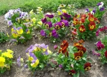 Однорічні та дворічні квіти для посадки в чаші та діжки однорічні