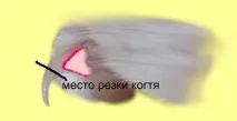 ноктите