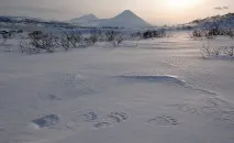 Про ведмежі лапи, ФОТО НОВИНИ ведмежі