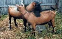 чеської